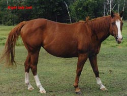 brightLadyLark01 (11K)