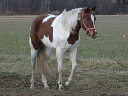 classicKoMinuette01 (11K)